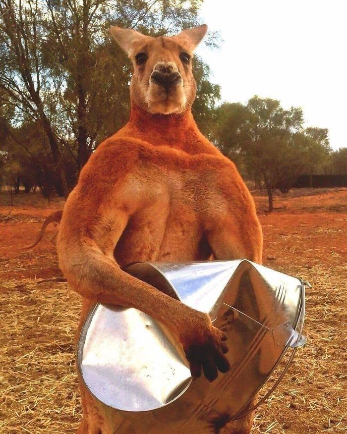 Animales amenazantes 8 humor naturaleza animales