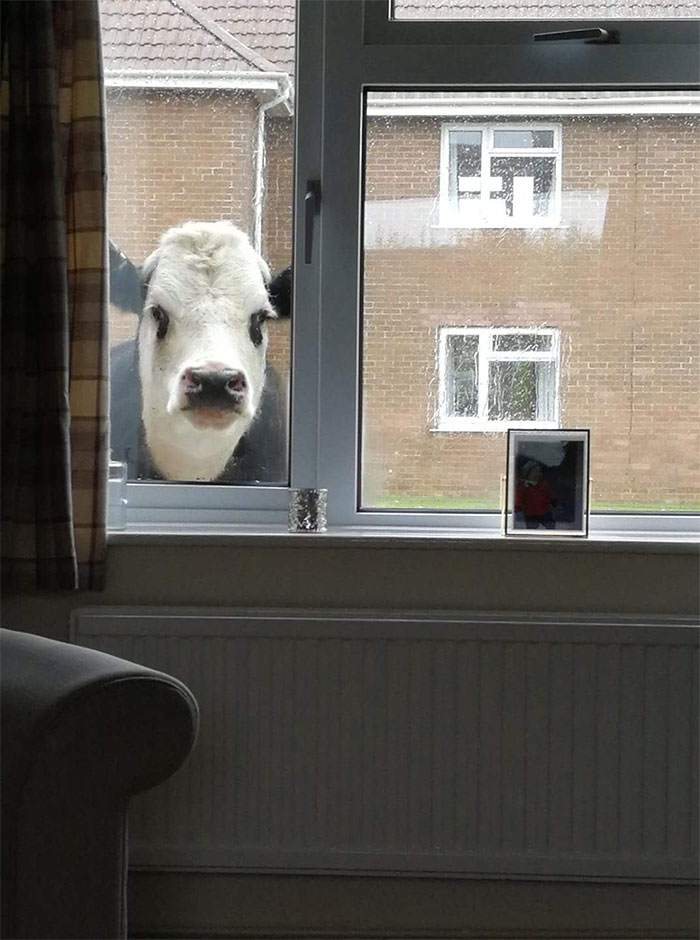 Animales amenazantes 9 humor naturaleza animales