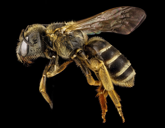 Extincion de abejas seres más importantes del planeta 1