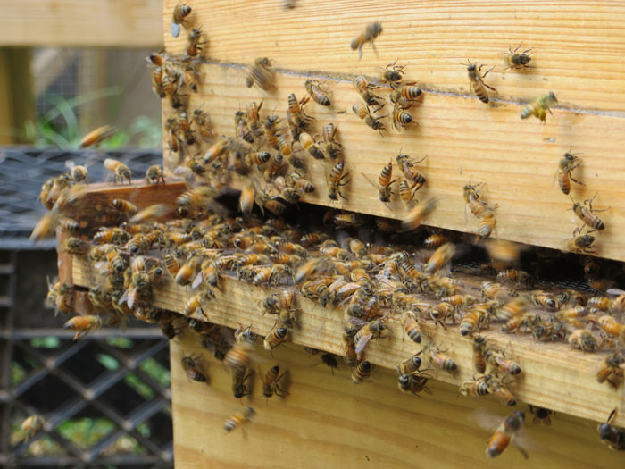 Extincion de abejas seres más importantes del planeta 2