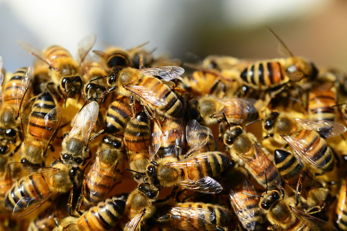 Extincion de abejas seres más importantes del planeta 3