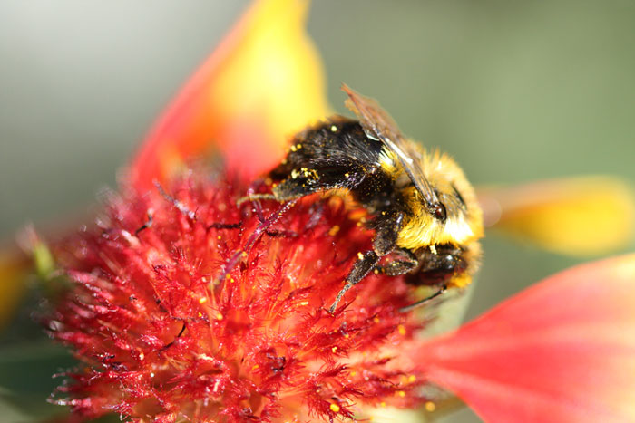 Extincion de abejas seres más importantes del planeta 4