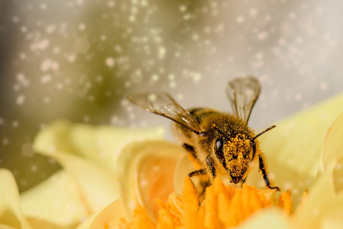 Extincion de abejas seres más importantes del planeta 5