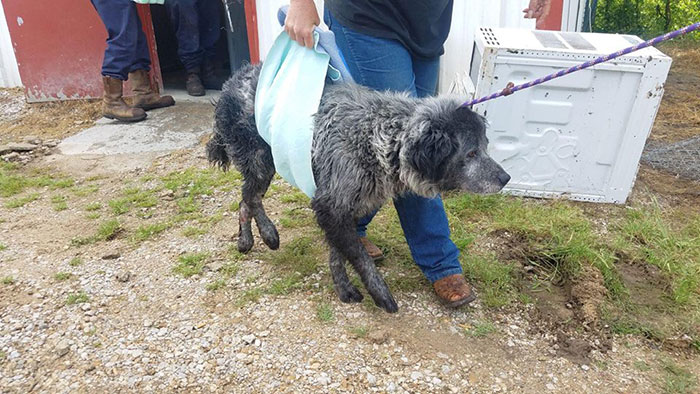 Sanford 2 Dallas DogRRR maltrato animal perros denuncia sociedad