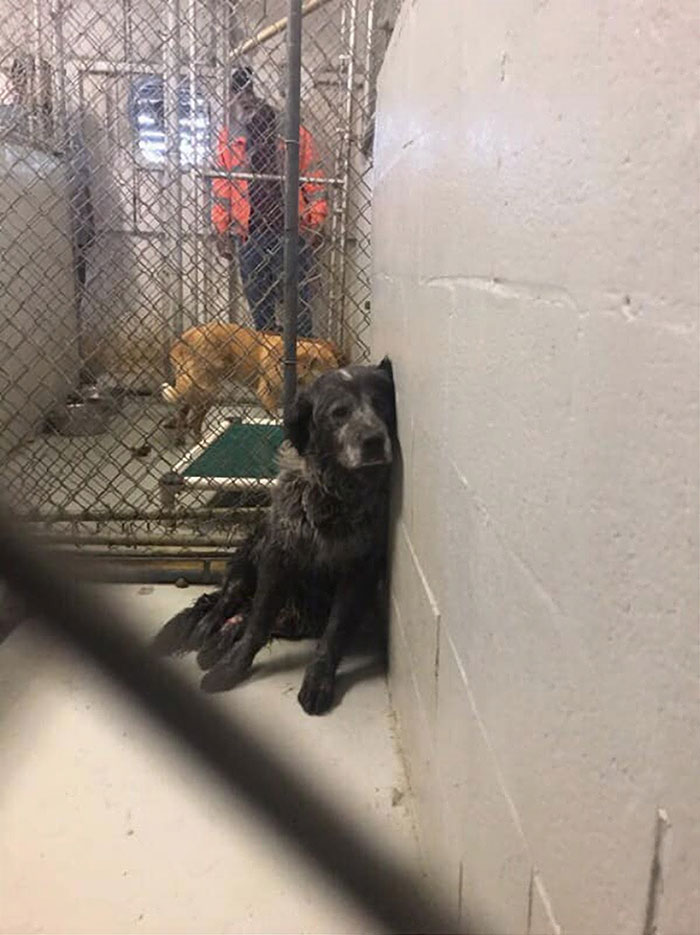 Sanford 3 Dallas DogRRR maltrato animal perros denuncia sociedad
