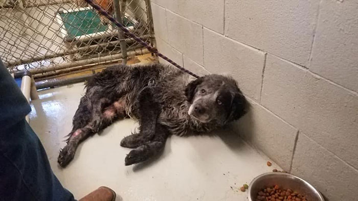 Sanford 4 Dallas DogRRR maltrato animal perros denuncia sociedad