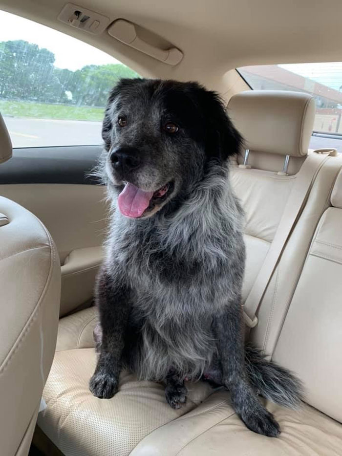 Sanford 5 Dallas DogRRR maltrato animal perros denuncia sociedad