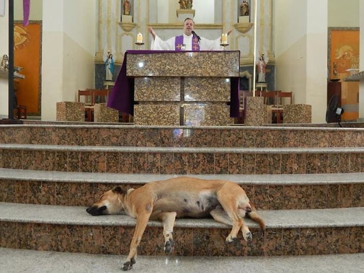 Una parroquia en Brasil acoge perros callejeros para conseguirles hogar 2