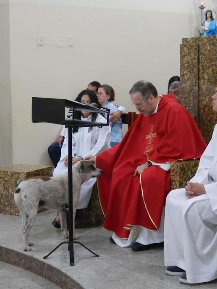 Una parroquia en Brasil acoge perros callejeros para conseguirles hogar 3