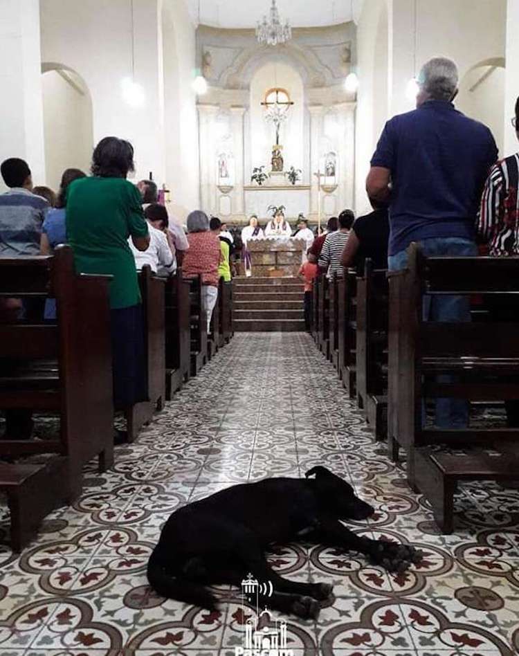 Una parroquia en Brasil acoge perros callejeros para conseguirles hogar 5