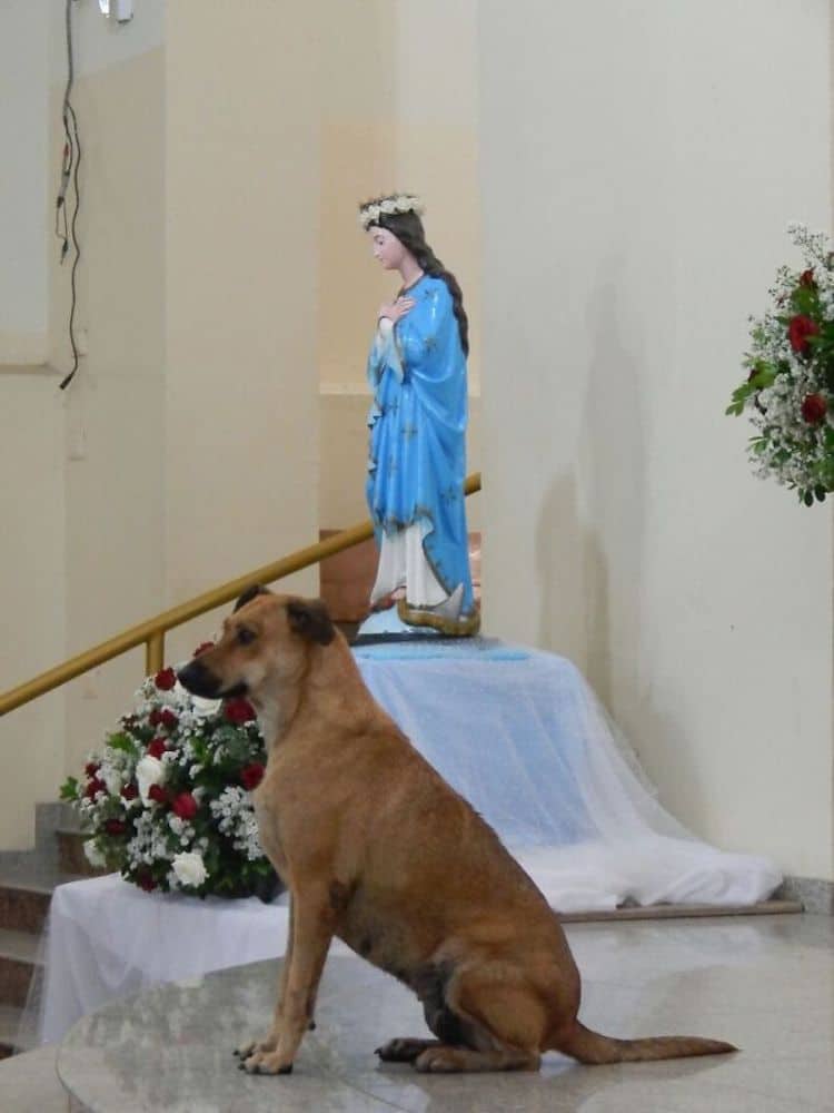 Una parroquia en Brasil acoge perros callejeros para conseguirles hogar 6