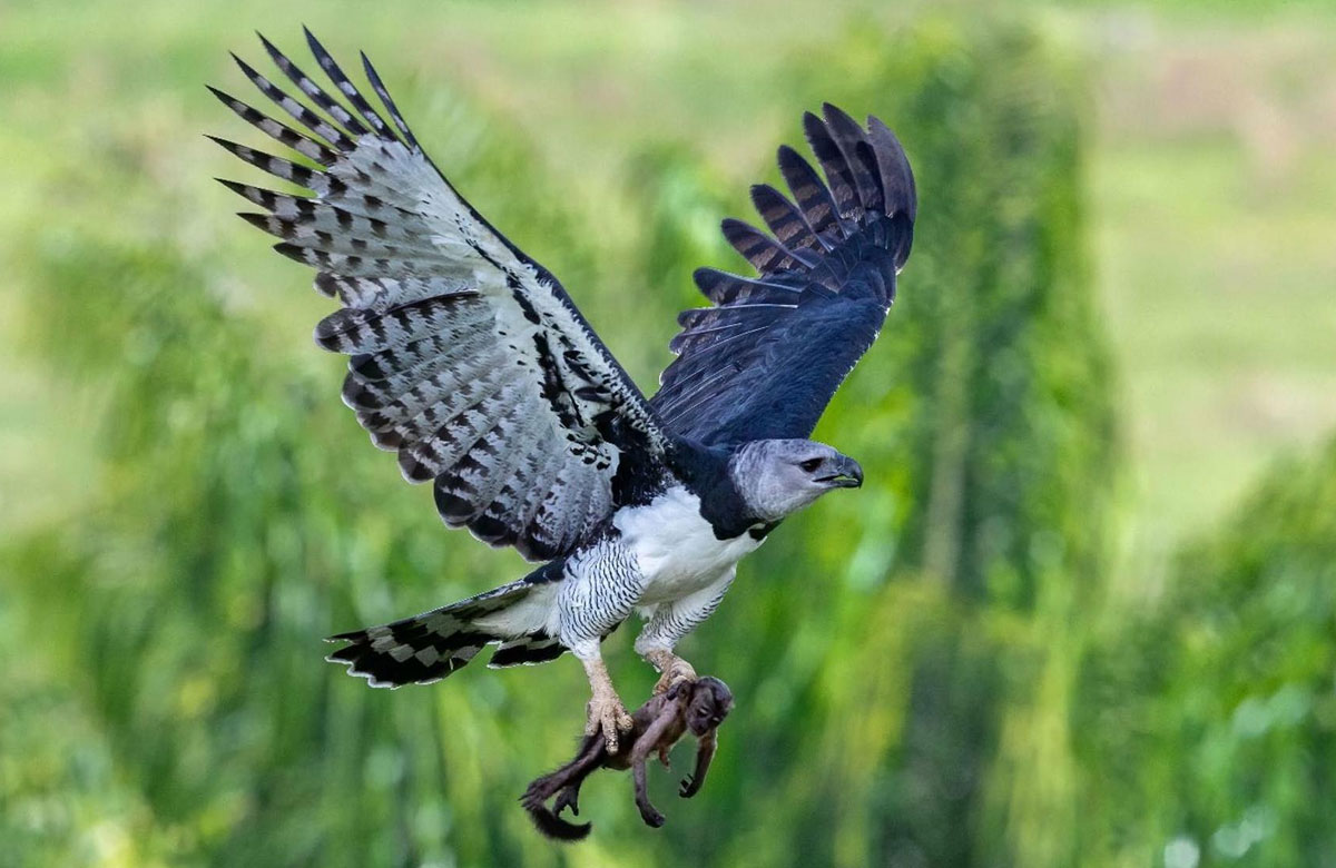 El águila arpía, un pájaro tan grande que podría pasar por una persona disfrazada