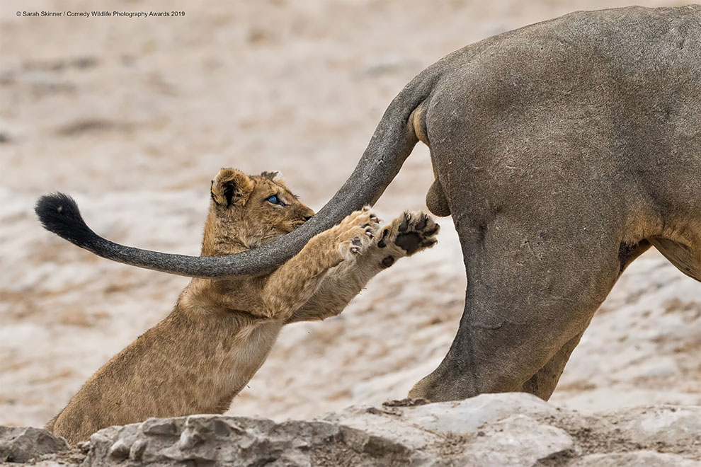 Comedy Wildlife Photography