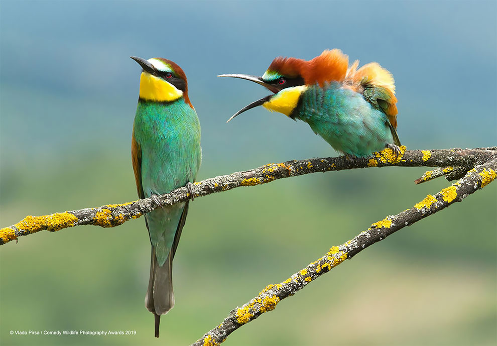Comedy Wildlife Photography1