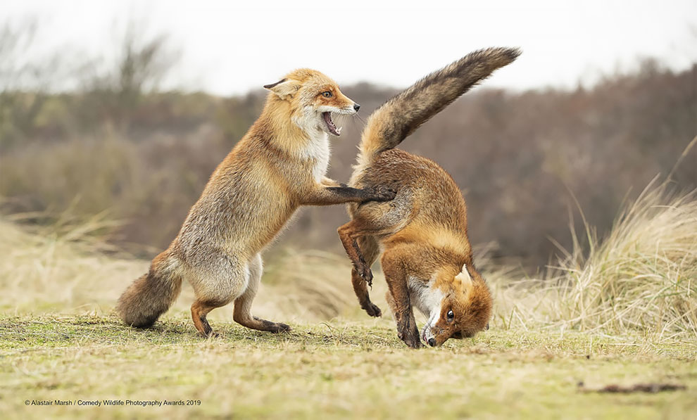 Comedy Wildlife Photography10