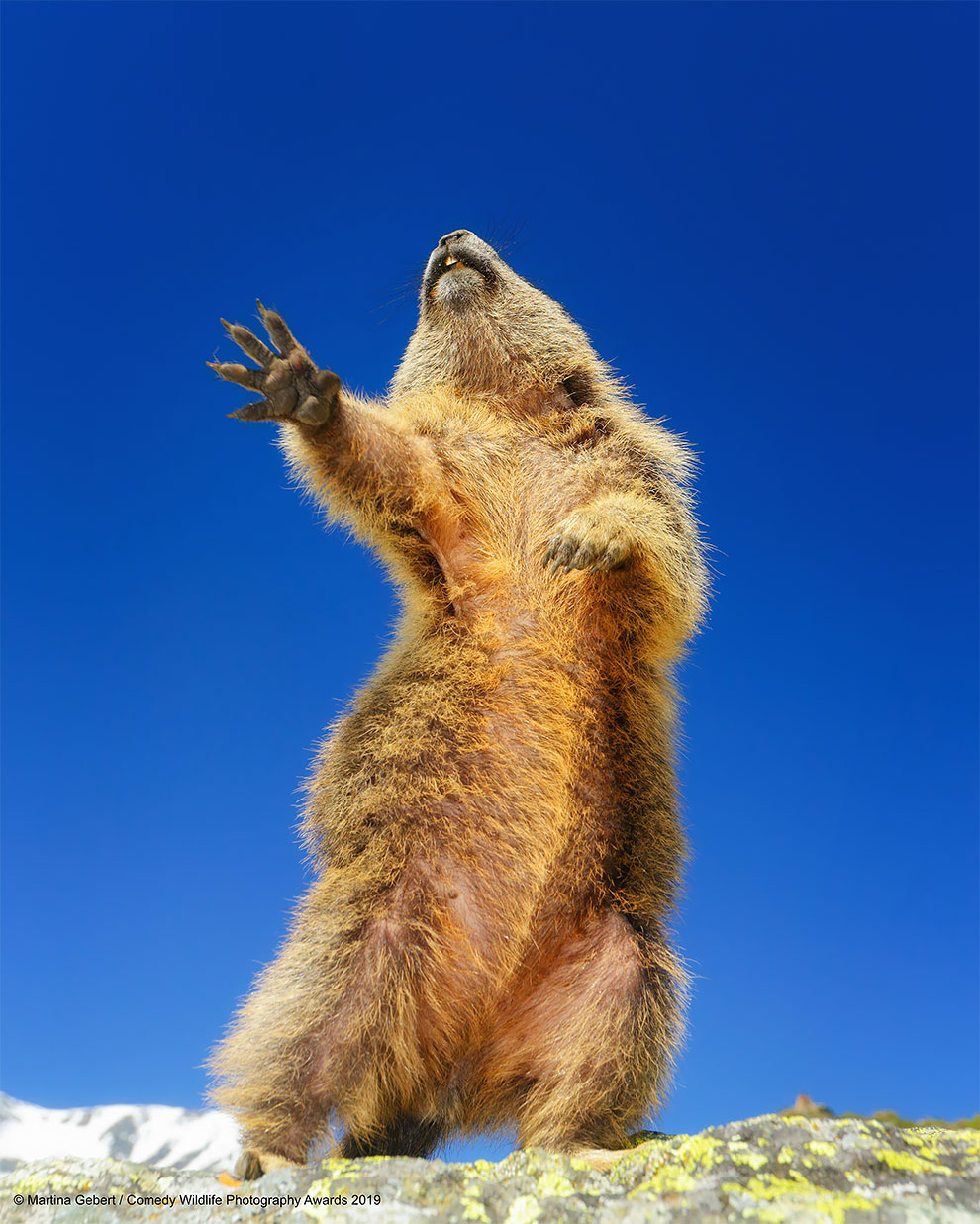 Comedy Wildlife Photography11