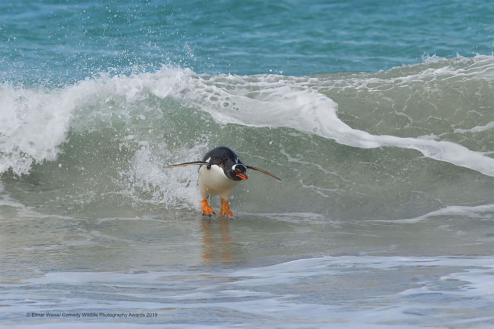 Comedy Wildlife Photography13