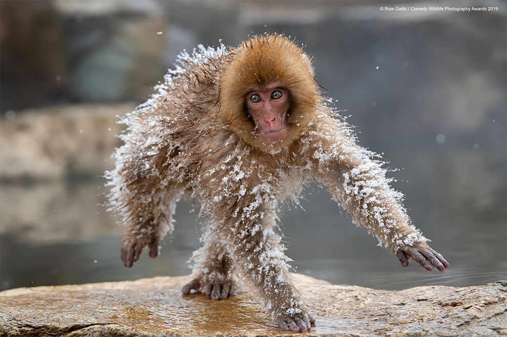 Comedy Wildlife Photography14
