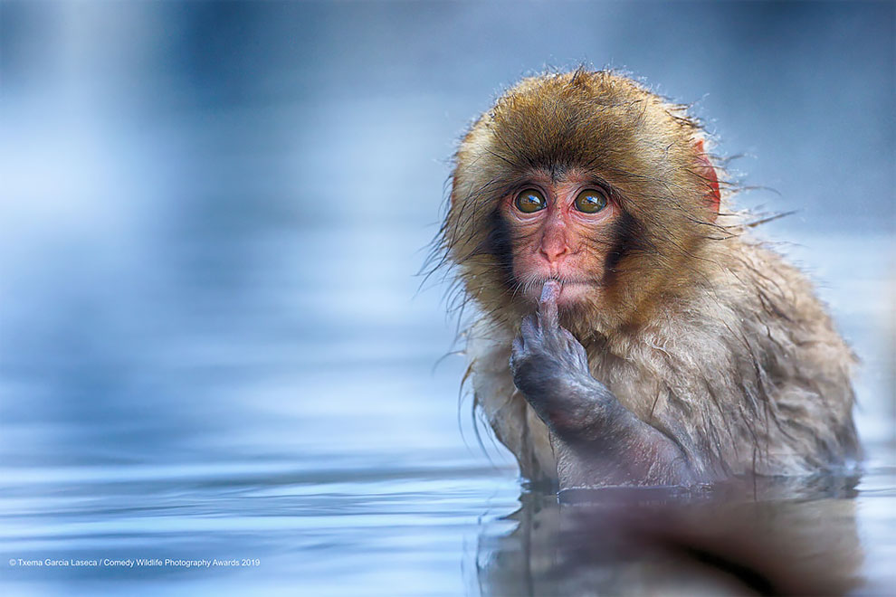 Comedy Wildlife Photography15