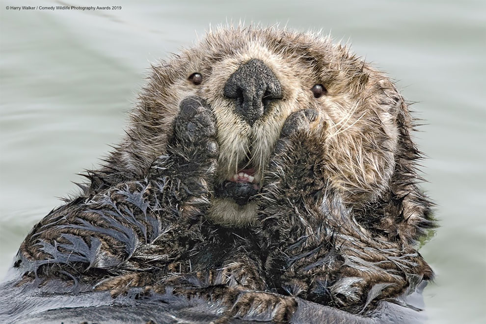 Comedy Wildlife Photography2