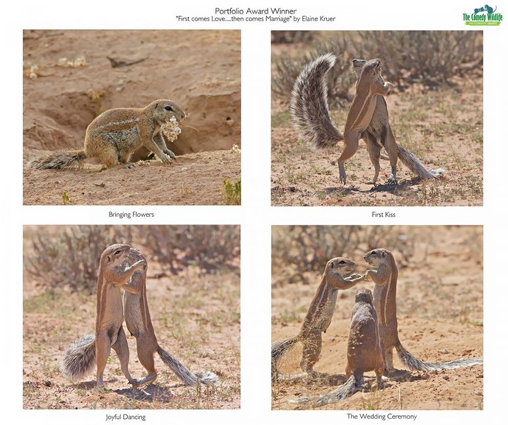 Comedy Wildlife Photography3