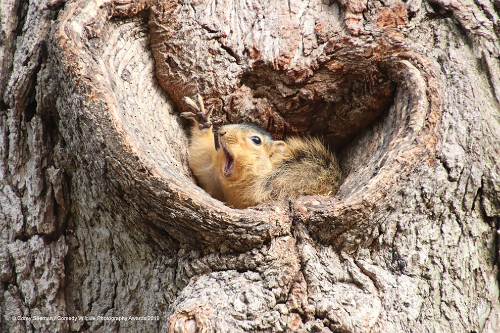 Comedy Wildlife Photography5
