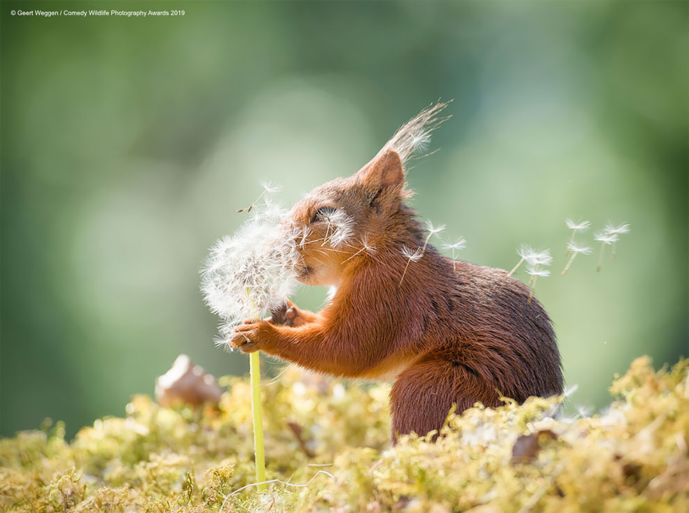 Comedy Wildlife Photography6