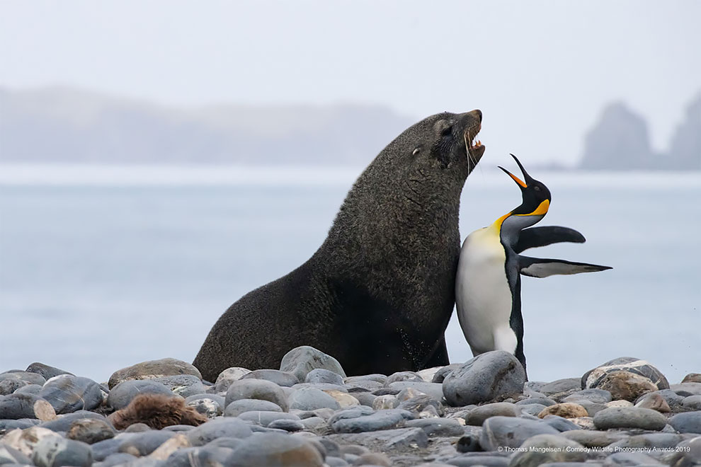Comedy Wildlife Photography7