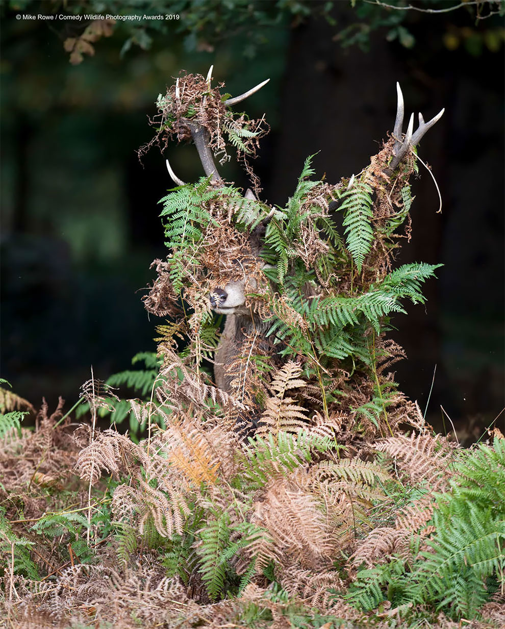 Comedy Wildlife Photography8