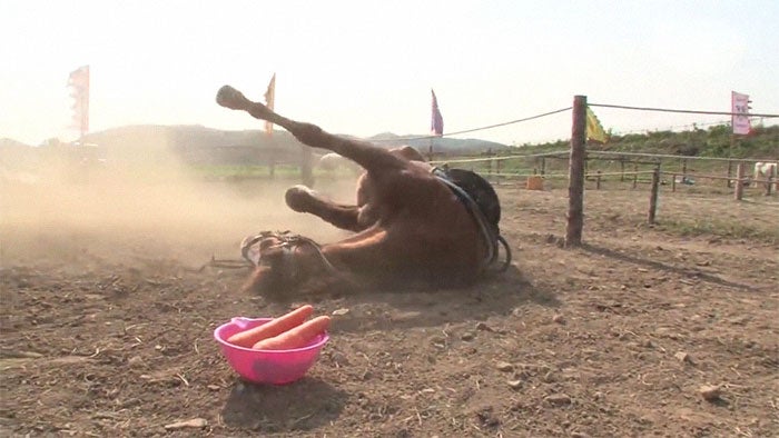 Jingang el caballo que finge estar muerto cada vez que van a montarlo 4