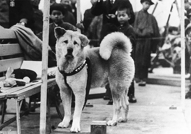 La verdadera historia de Hachikō el perro japonés que inspiró la película de Richard Gere 1