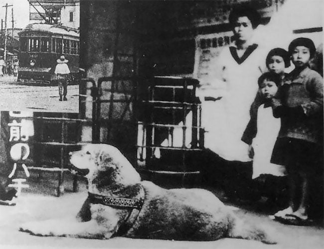La verdadera historia de Hachikō el perro japonés que inspiró la película de Richard Gere 3