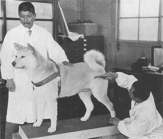 La verdadera historia de Hachikō el perro japonés que inspiró la película de Richard Gere 8