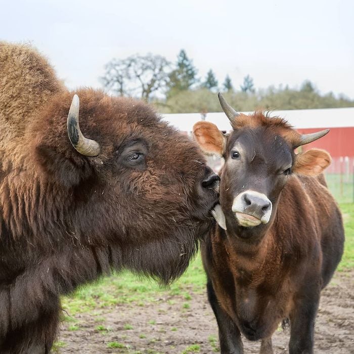 Lighthouse Farm Sanctuary