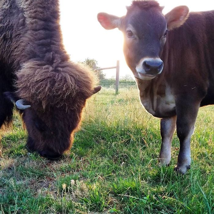 Lighthouse Farm Sanctuary10