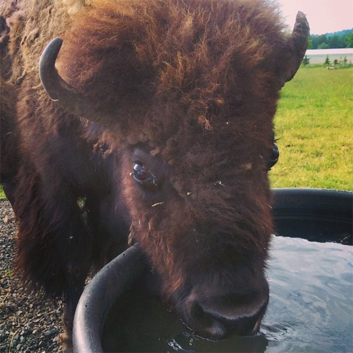 Lighthouse Farm Sanctuary12