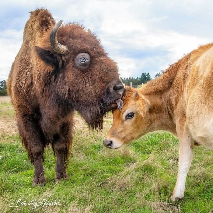 Lighthouse Farm Sanctuary14