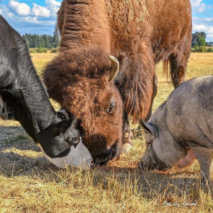 Lighthouse Farm Sanctuary15