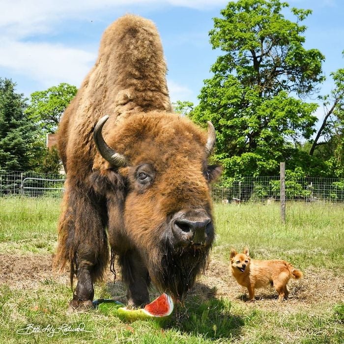 Lighthouse Farm Sanctuary16