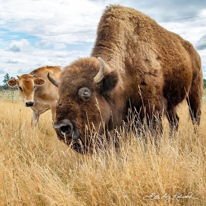 Lighthouse Farm Sanctuary17