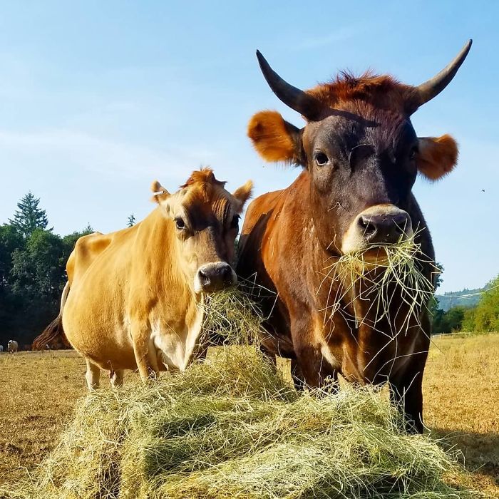 Lighthouse Farm Sanctuary18