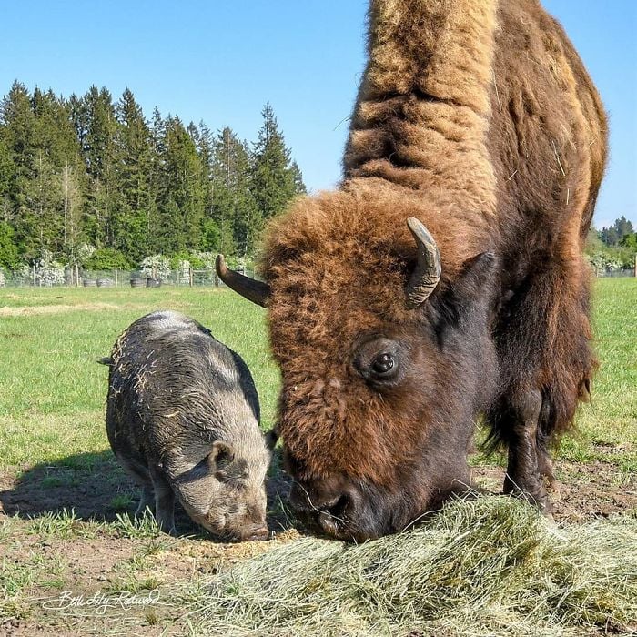 Lighthouse Farm Sanctuary19