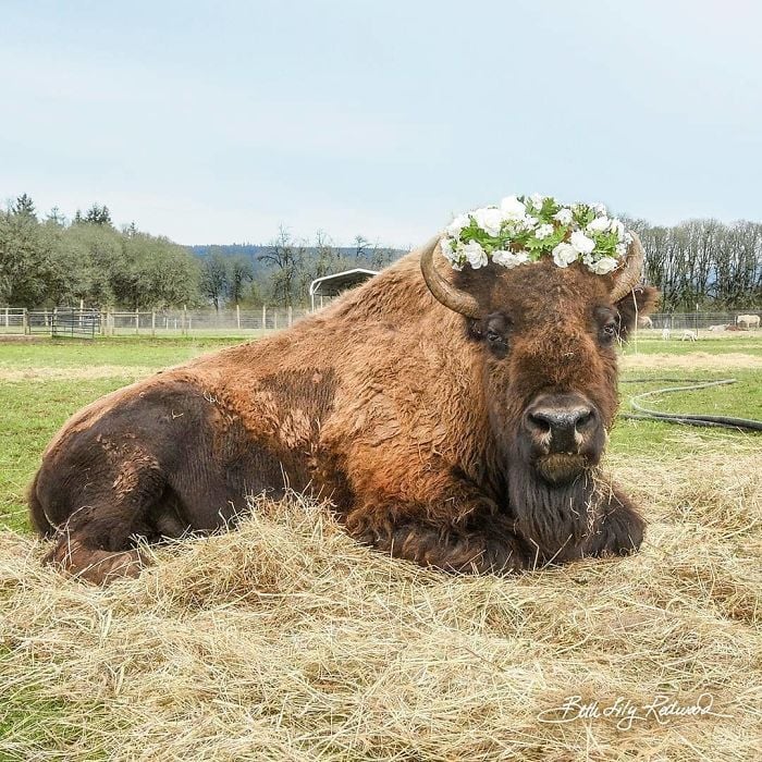 Lighthouse Farm Sanctuary20