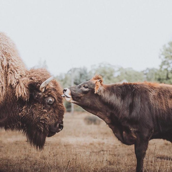 Lighthouse Farm Sanctuary3