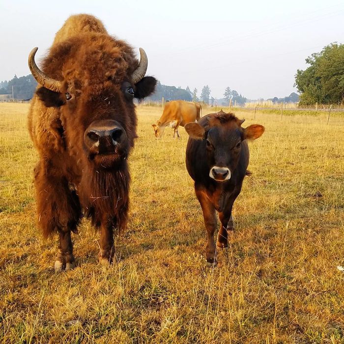 Lighthouse Farm Sanctuary4