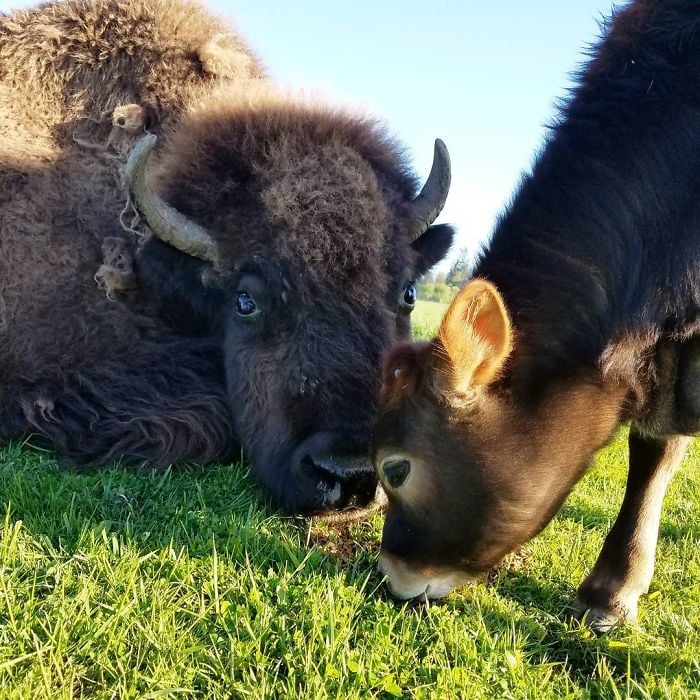 Lighthouse Farm Sanctuary5