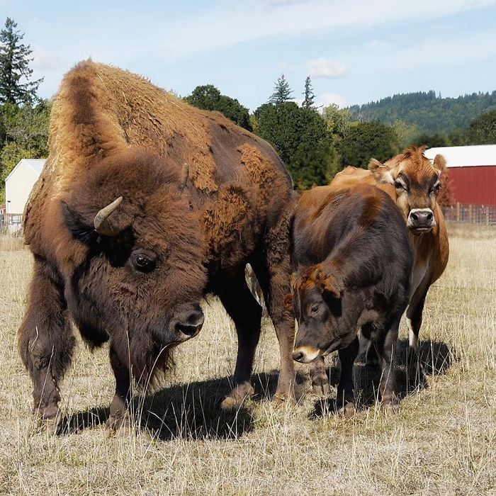 Lighthouse Farm Sanctuary6