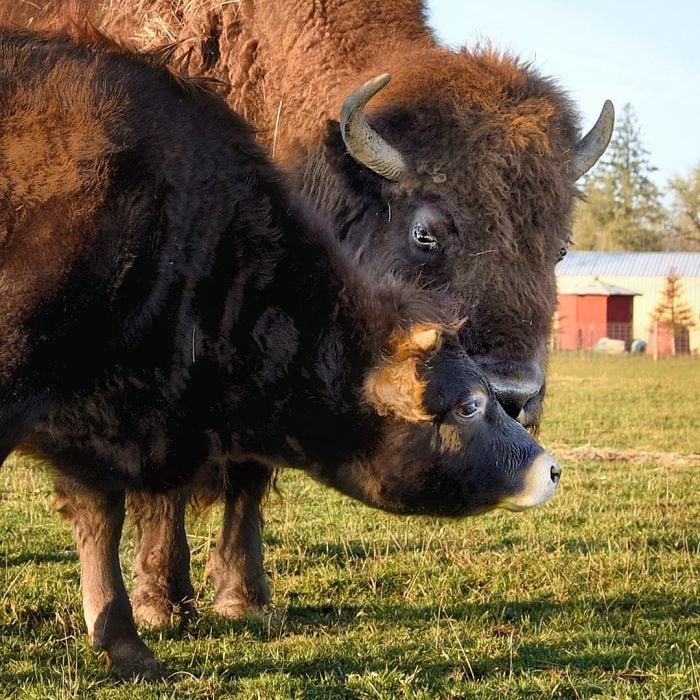 Lighthouse Farm Sanctuary7
