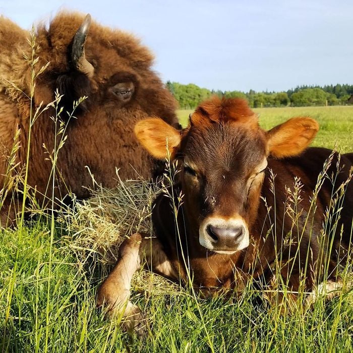 Lighthouse Farm Sanctuary9