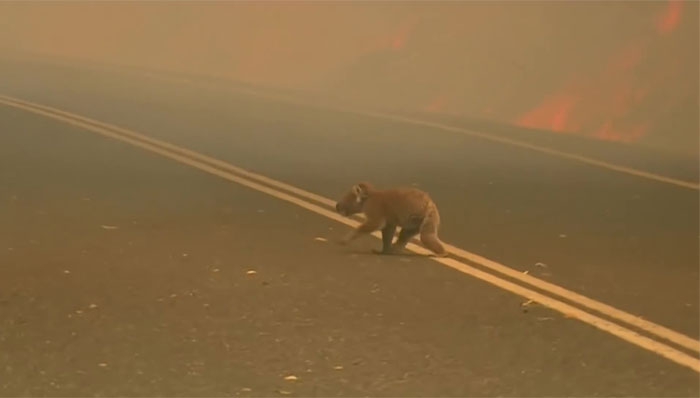 Una mujer salva a un koala gravemente herido de morir en un incendio en Australia del Sur 1